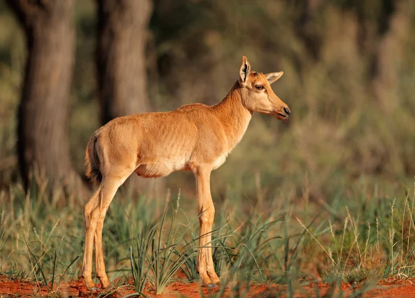Tsessebe Antilopenkalb — Stockfoto