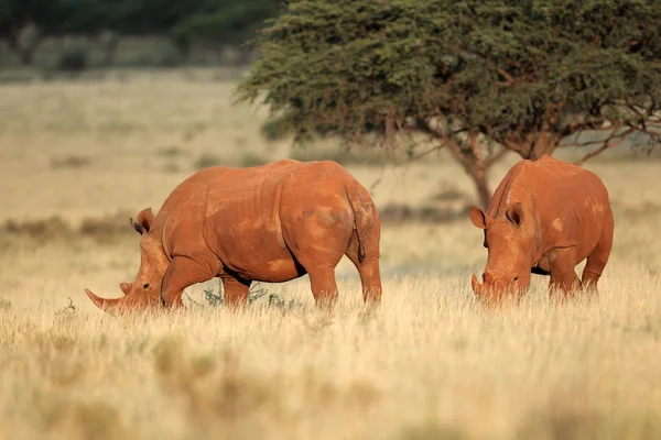 Paire de rhinocéros blancs — Photo