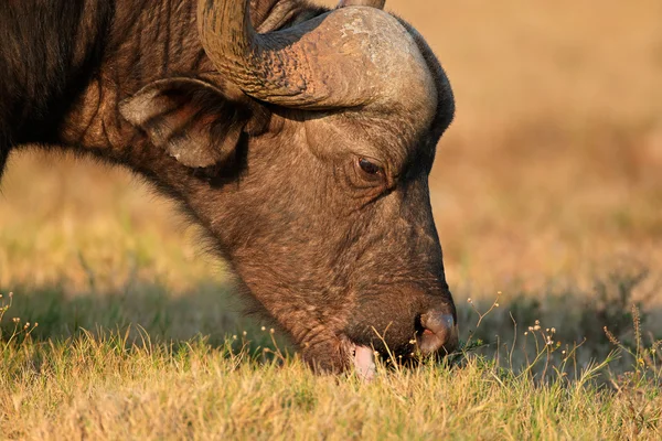 Retrato de búfalo africano —  Fotos de Stock