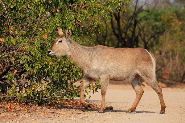 Kvinnliga vattenbock antilop — Stockfoto