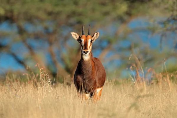 Sable antiloper i naturliga livsmiljöer — Stockfoto