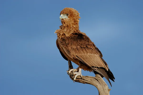Young bateleur eagle — Stock Photo, Image