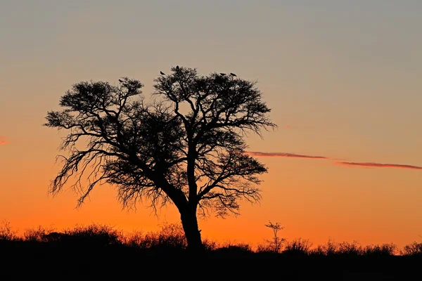 Puesta de sol con árbol silueta — Foto de Stock