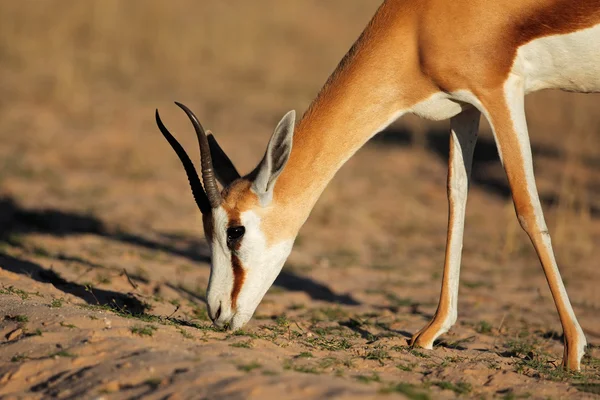 Springbok antilop portre — Stok fotoğraf