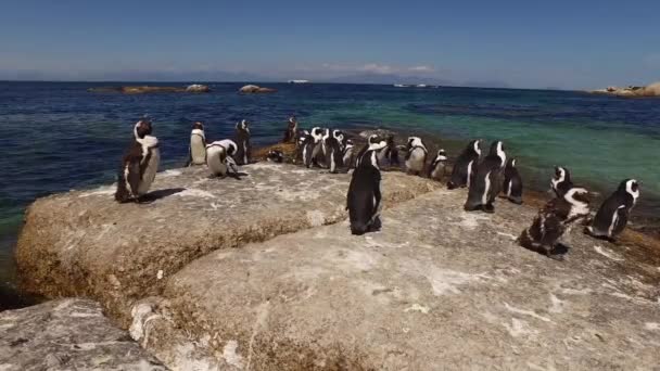 Pingüinos africanos en rocas costeras — Vídeo de stock