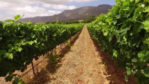 Paysage viticole - Afrique du Sud 