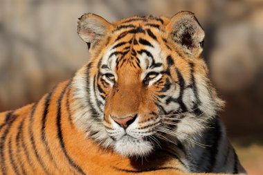 Bengal tiger portresi