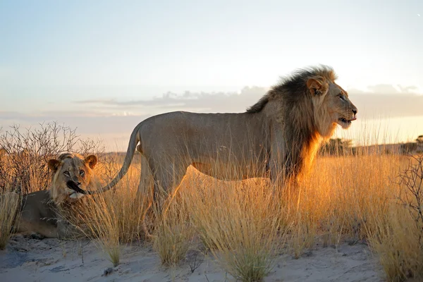 Grandes leones africanos masculinos — Foto de Stock