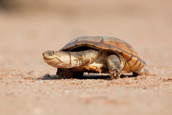 Sisakos teknős a szárazföldön — Stock Fotó