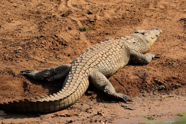 Nilen krokodil Solar sig — Stockfoto