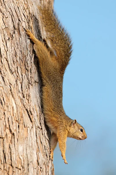 Ardilla de árbol en árbol — Foto de Stock