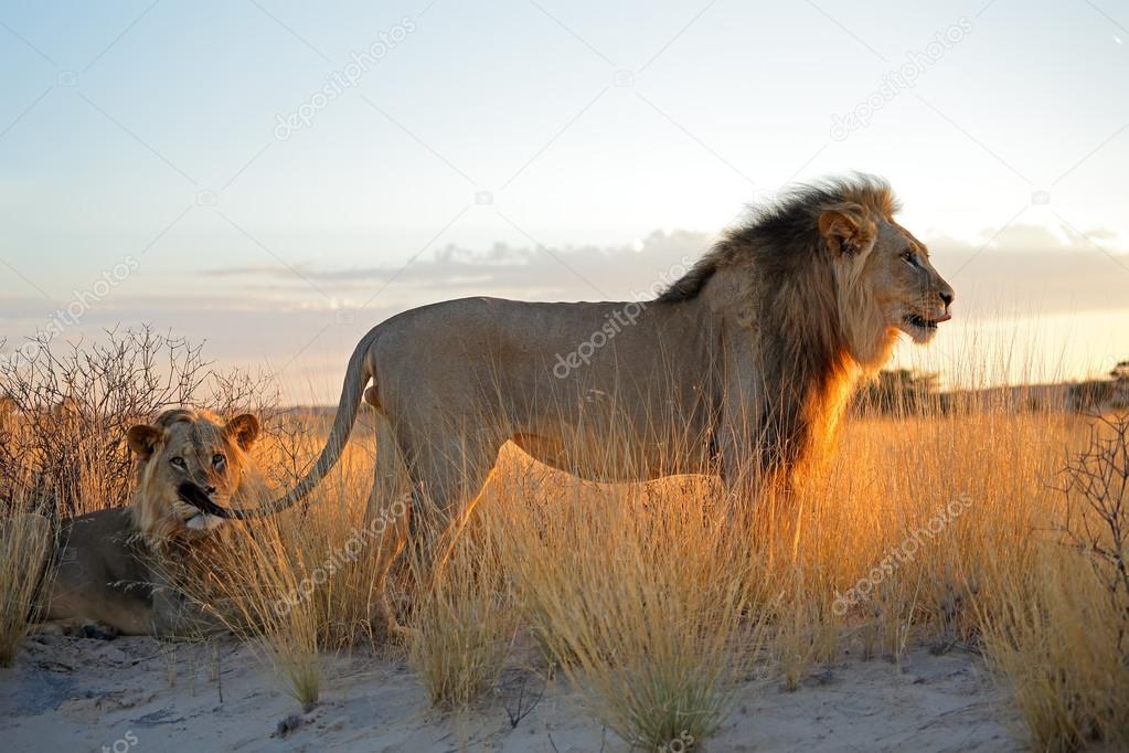 Big male African lions