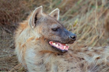 Spotted hyena portrait clipart