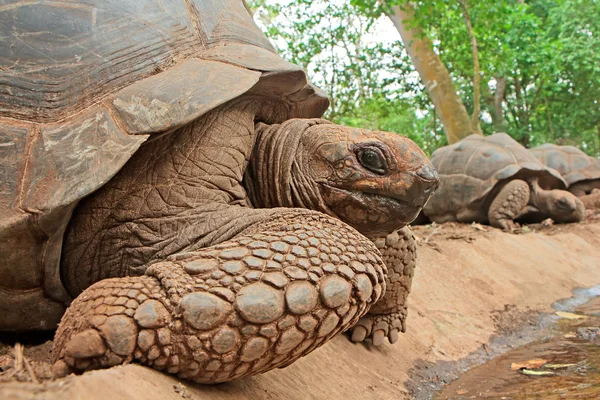 Aldabra гігантської черепахи — стокове фото