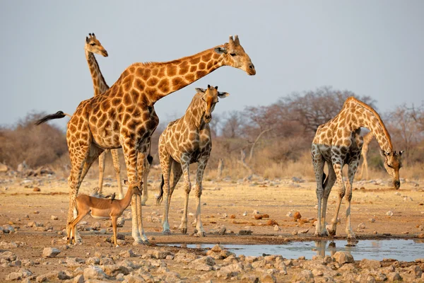 Manada de girafas no buraco da água — Fotografia de Stock