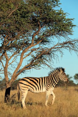 Ovalar Zebra doğal ortamlarında