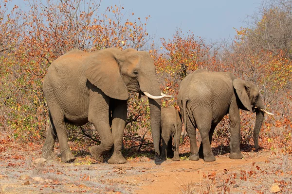 Familia de elefantes africanos — Foto de Stock
