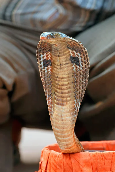 Cobra being charmed — Stock Photo, Image