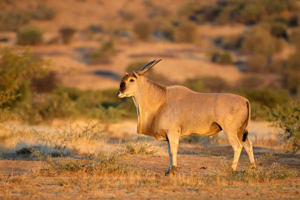 Eland antelope in natuurlijke habitat — Stockfoto
