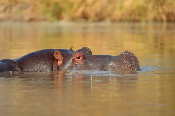 水のカバ — ストック写真