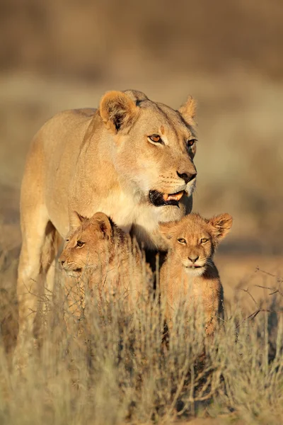 Leonessa con cuccioli — Foto Stock