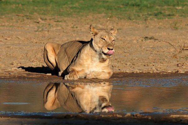 Lioness at a waterhole