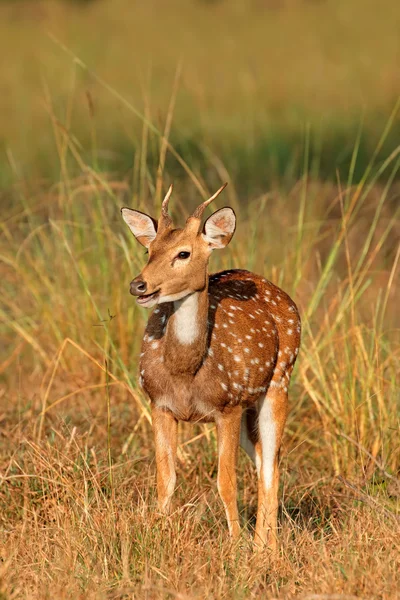 Male spotted deer — Stock Photo, Image