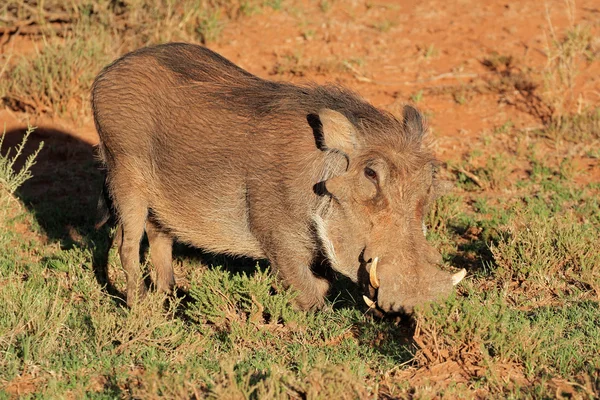 Knobbelzwijn in natuurlijke habitat — Stockfoto