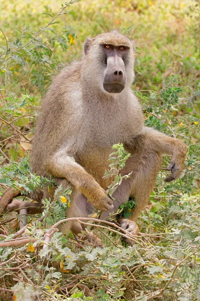 Желтый бабуин сидит — стоковое фото
