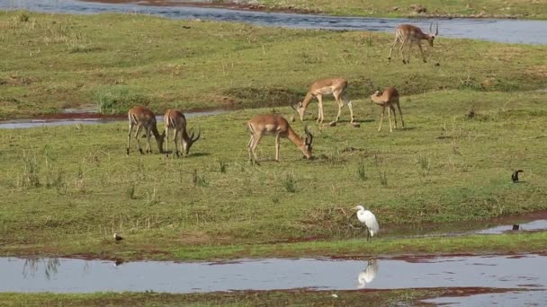 Антилопы Импала пасутся — стоковое видео