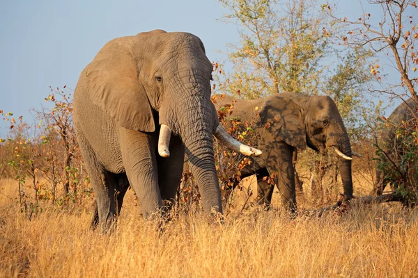 African bull elephants — Stock Photo, Image