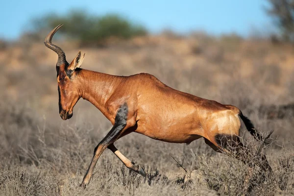 Red hartebeest sprinting — Stock Photo, Image