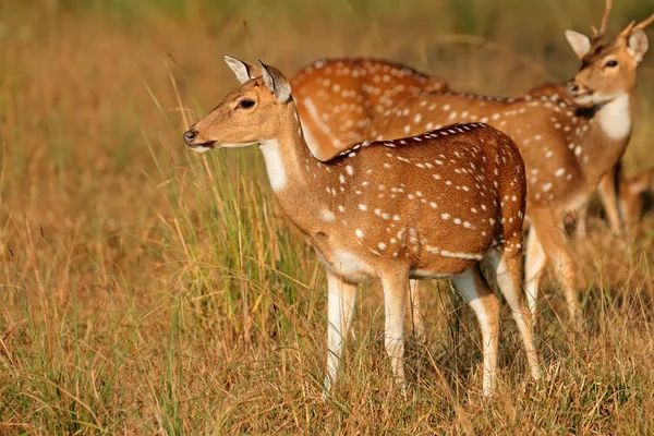Fläckiga hjortar i naturliga livsmiljöer — Stockfoto
