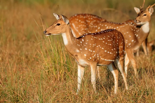 Gevlekte herten in natuurlijke habitat — Stockfoto