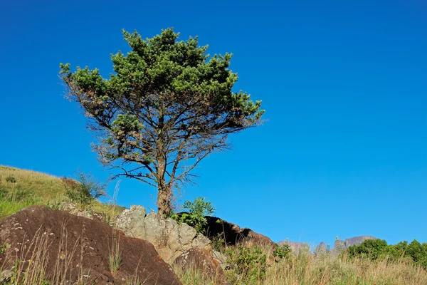 Albero e cielo blu — Foto Stock