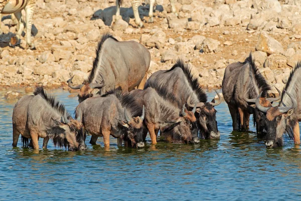 Gnus trinken Wasser — Stockfoto