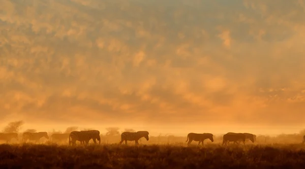 Cebras en polvo al amanecer — Foto de Stock