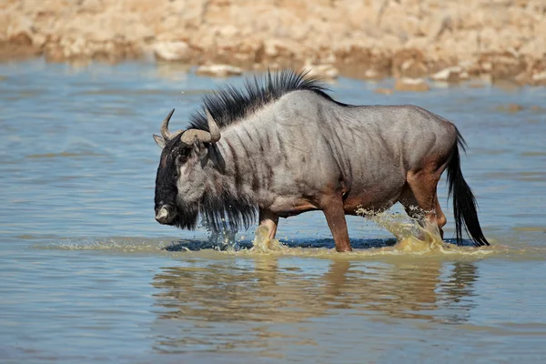 Wildebeest camminare in acqua — Foto Stock