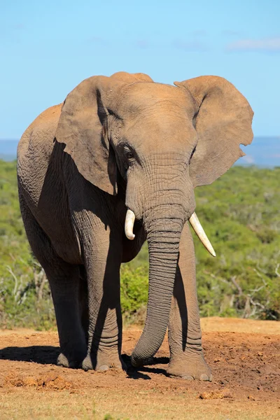 Afrikaanse olifant in natuurlijke habitat — Stockfoto