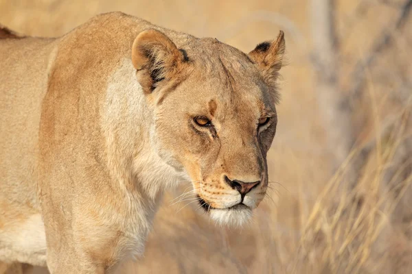 Portrait de lion africain — Photo