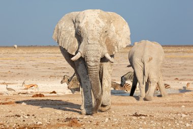 çamur içinde Afrika fili