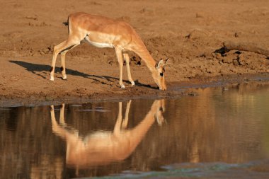 Impala antilop içme suyu