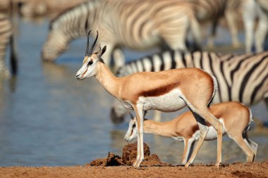 Springbok ve zebralar ziyarette200