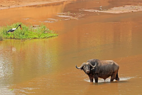 Buffle africain dans la rivière — Photo