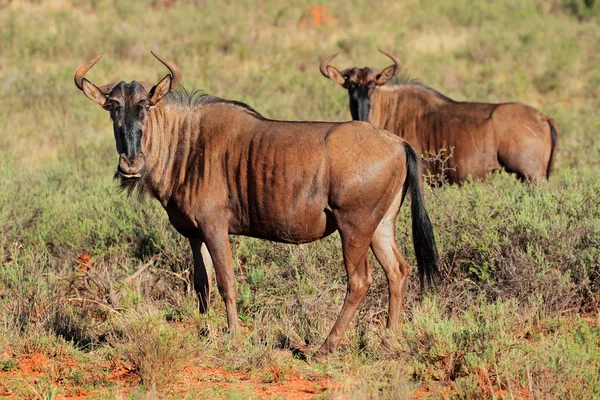 Blue wildebeest i naturliga livsmiljöer — Stockfoto