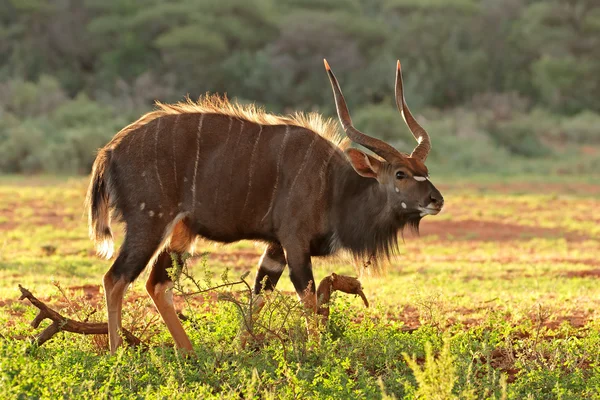 Antílope Nyala macho — Fotografia de Stock