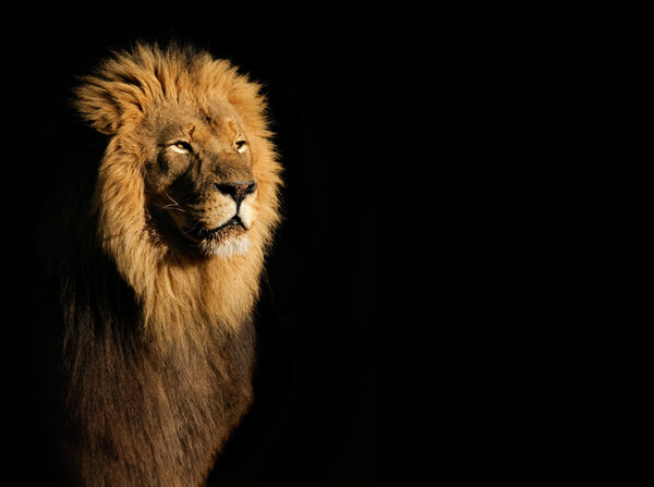 Portrait of a big male African lion (Panthera leo) against a black background, South Africa