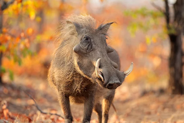 Doğal yaşam alanı içinde Warthog — Stok fotoğraf