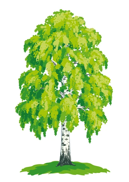 矢量绘图的桦木 — 图库矢量图片