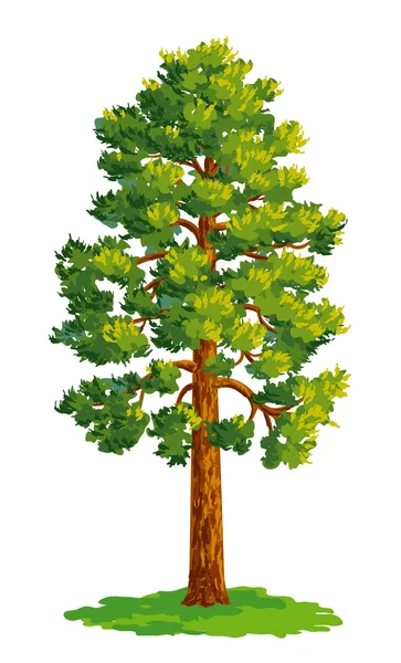 Vector drawing of pine tree — Stock Vector